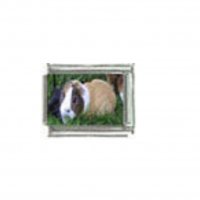 Guinea pig (g) photo charm - 9mm Italian charm