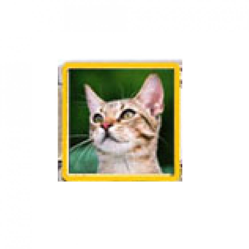 Cat - tabby cat (a) enamel 9mm Italian charm - Click Image to Close