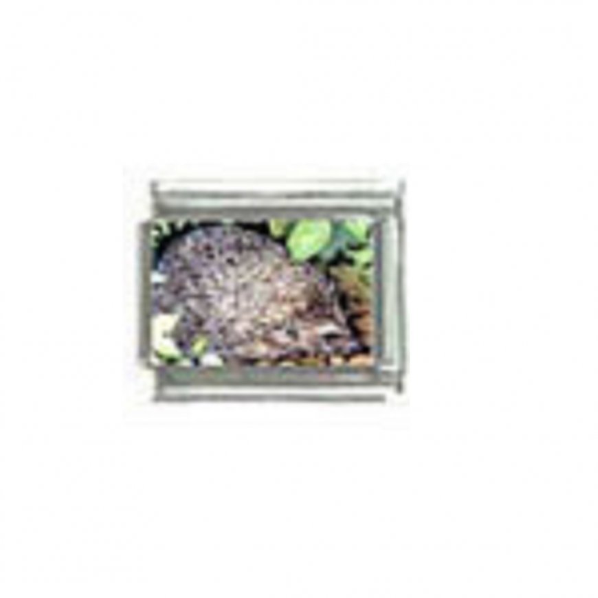 Hedgehog (a) photo - 9mm Italian charm - Click Image to Close