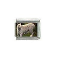 White tiger (d) photo - 9mm Italian charm