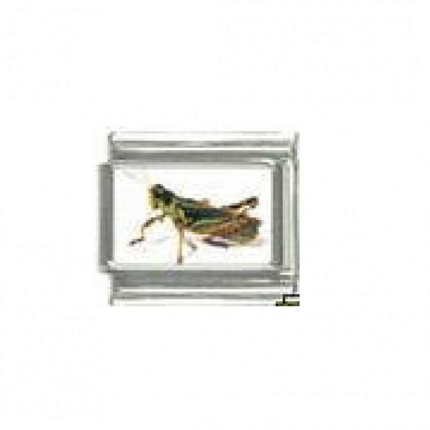 Grasshopper cricket - photo 9mm Italian charm - Click Image to Close