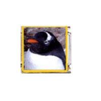 Penguin (as) - enamel 9mm Italian charm