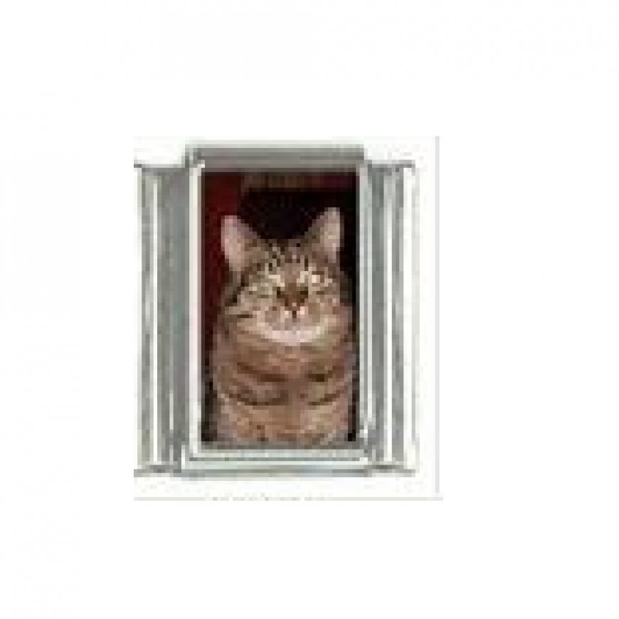 Cat - tabby cat (p) photo 9mm Italian charm - Click Image to Close