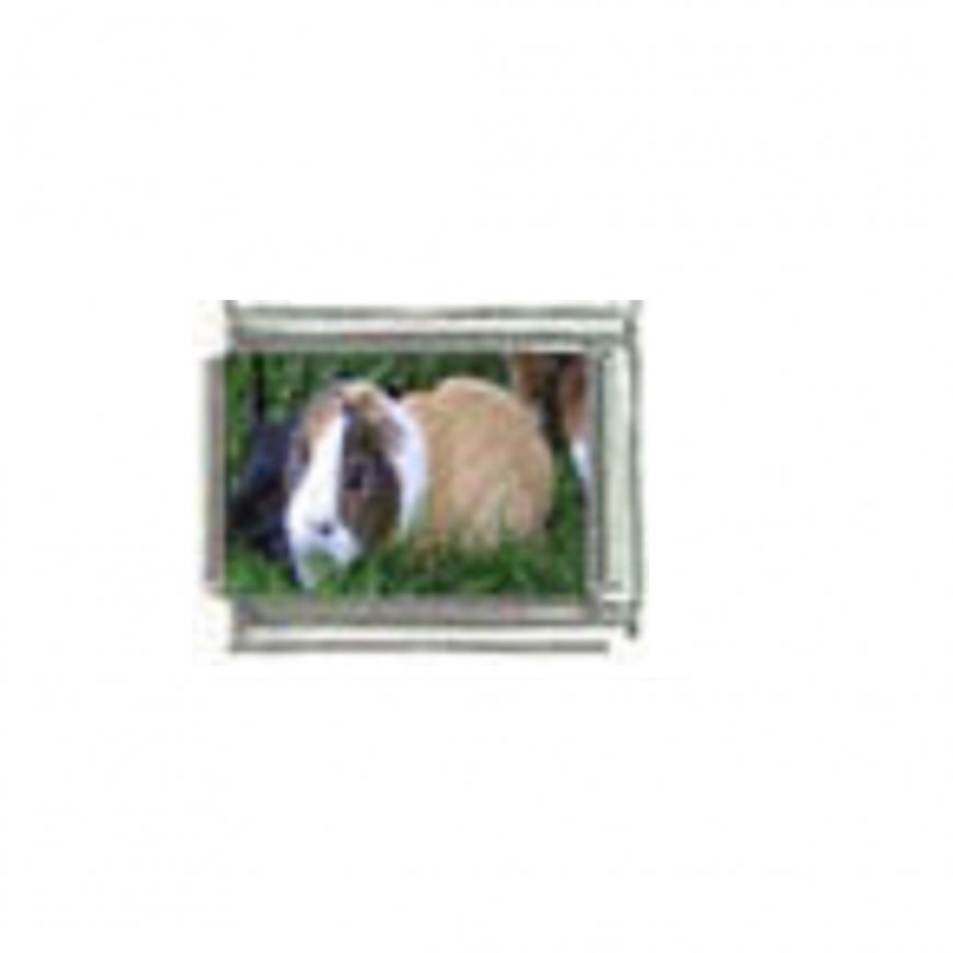 Guinea pig (g) photo charm - 9mm Italian charm - Click Image to Close