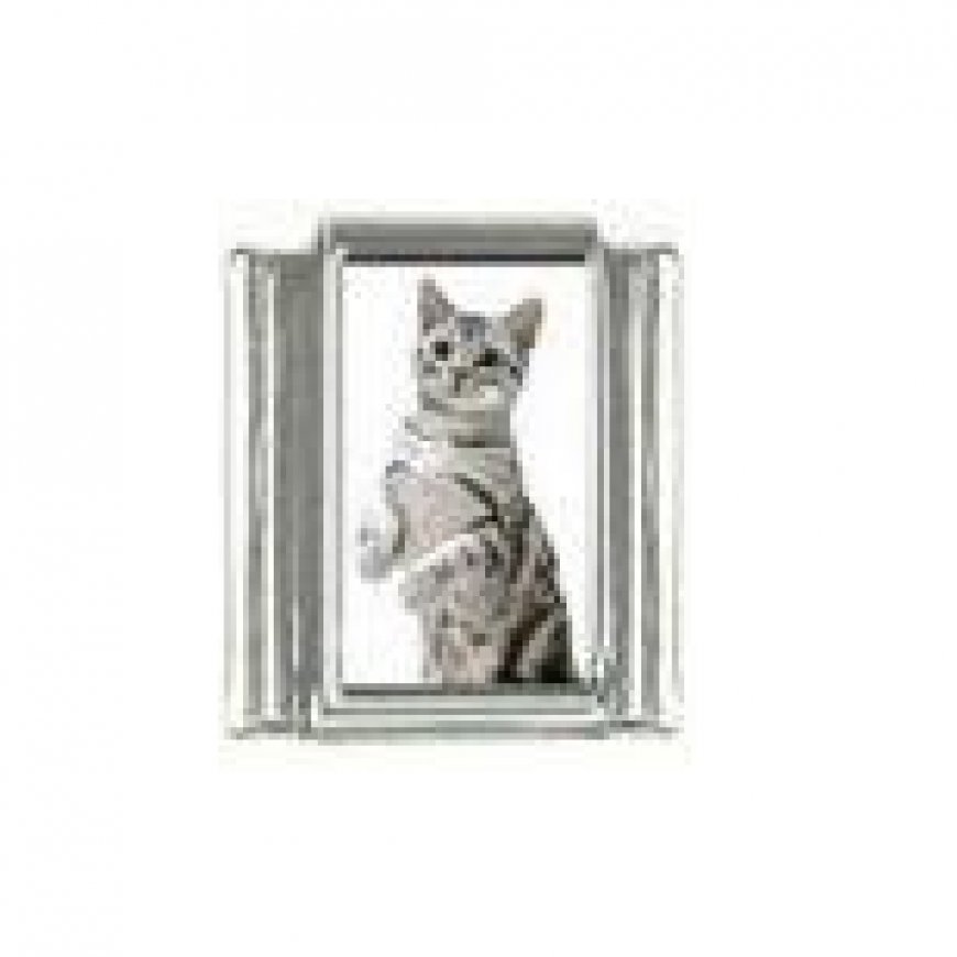 Cat - Grey cat standing photo 9mm Italian charm - Click Image to Close