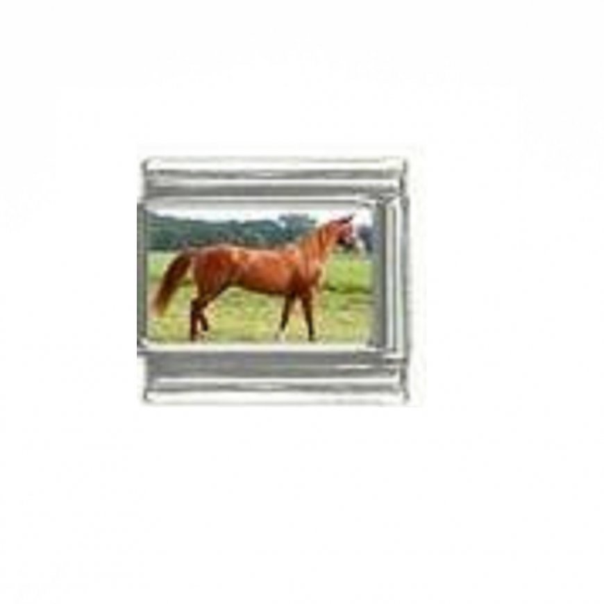 Horse (k) - photo 9mm Italian charm - Click Image to Close