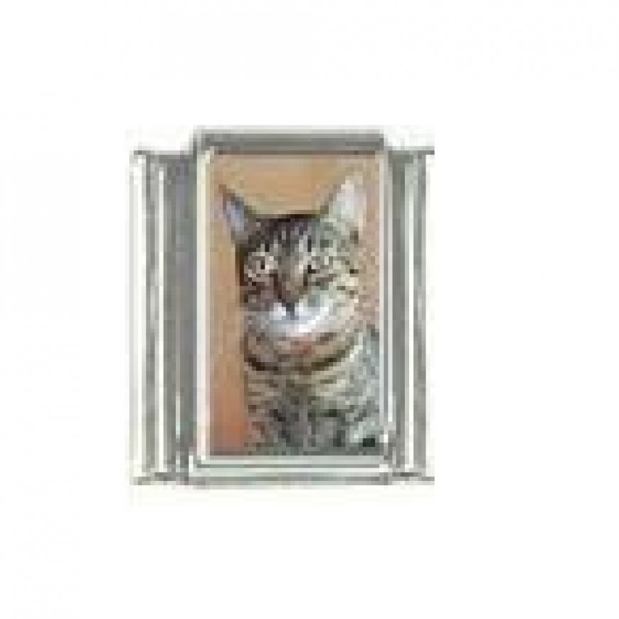 Cat - tabby cat (j) photo 9mm Italian charm - Click Image to Close