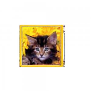 Kitten - Tabby cat picture enamel 9mm Italian charm