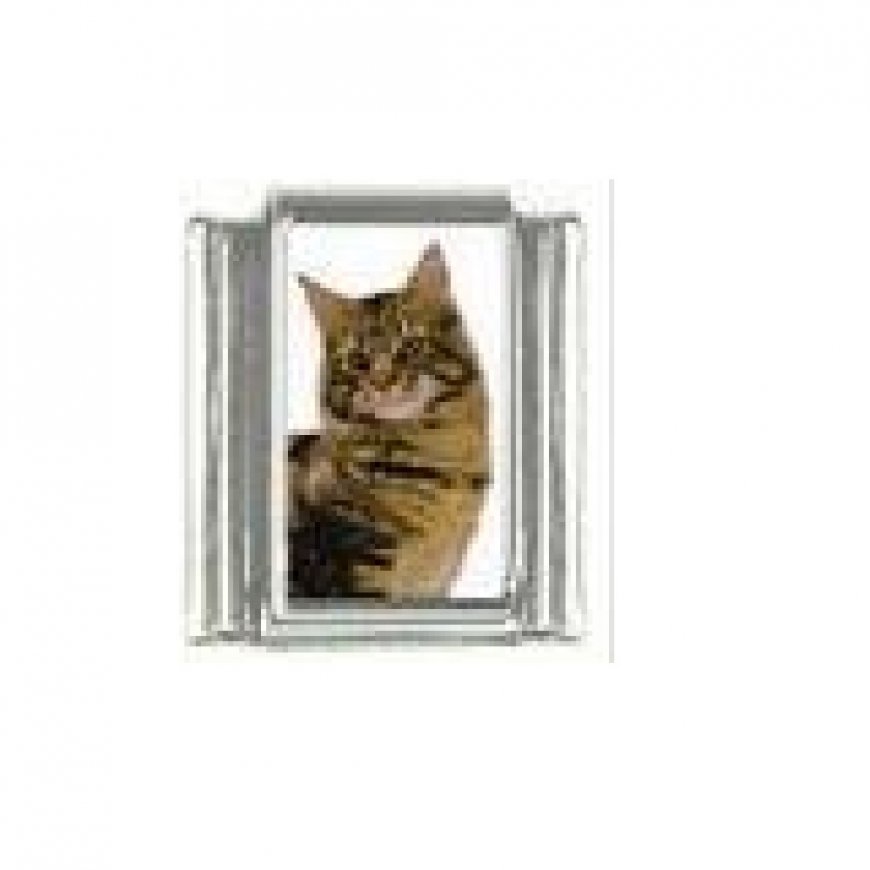 Cat - tabby cat (m) photo 9mm Italian charm - Click Image to Close