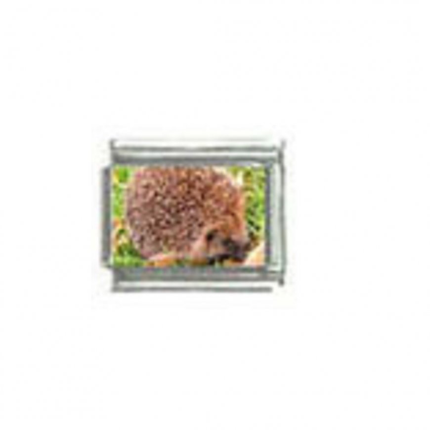 Hedgehog (e) photo - 9mm Italian charm - Click Image to Close