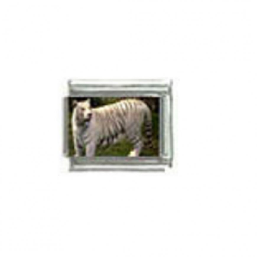 White tiger (d) photo - 9mm Italian charm - Click Image to Close