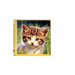 Kitten - Ginger tabby kitten photo enamel 9mm Italian charm