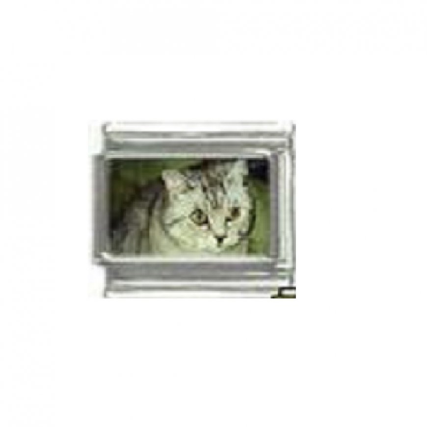 Cat - tabby cat (o) photo 9mm Italian charm - Click Image to Close