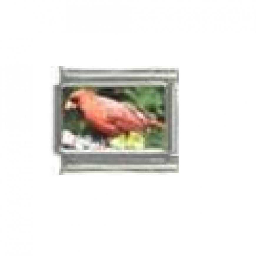 Cardinal bird (d) - photo 9mm Italian charm - Click Image to Close