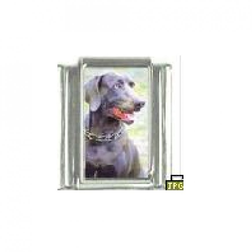 Dog charm - Weinmaraner 4 - 9mm Italian charm - Click Image to Close