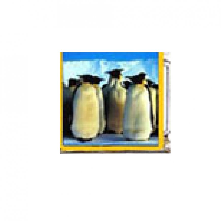 Penguin (z) - enamel 9mm Italian charm - Click Image to Close