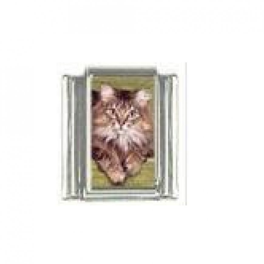Cat - tabby cat (i) photo 9mm Italian charm - Click Image to Close