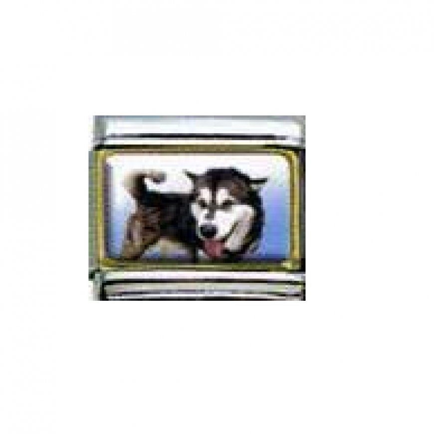 Husky dog - photo enamel 9mm Italian charm - Click Image to Close