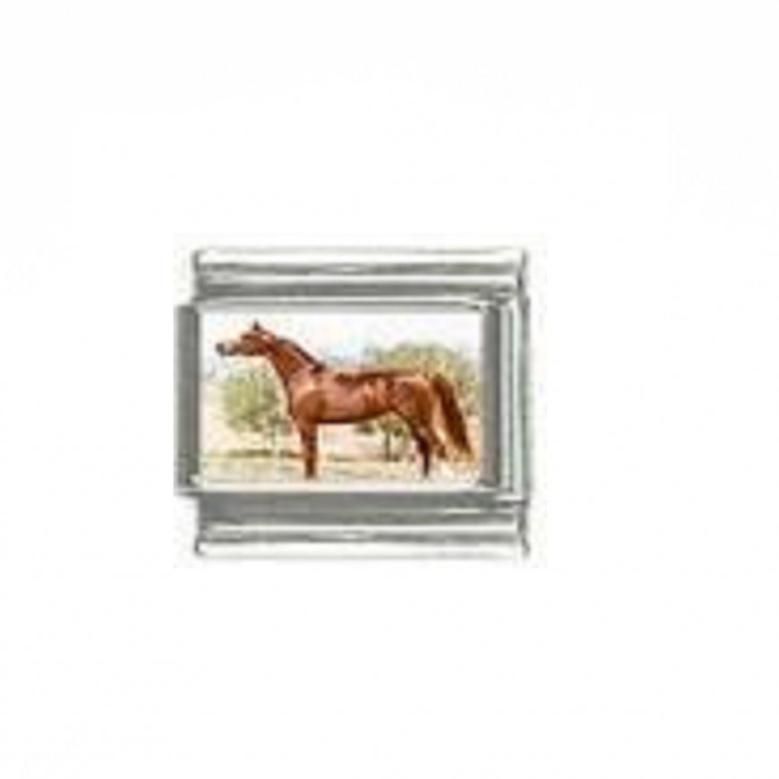 Horse (j) - photo 9mm Italian charm - Click Image to Close