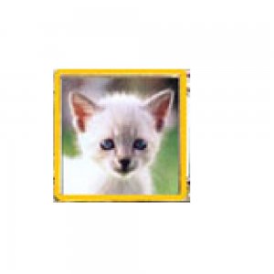 Kitten - white kitten cat photo enamel 9mm Italian charm