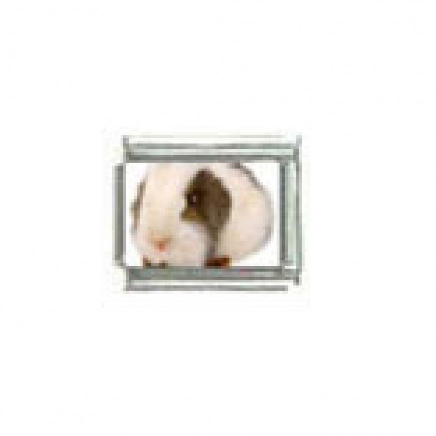 Guinea pig (a) photo charm - 9mm Italian charm - Click Image to Close