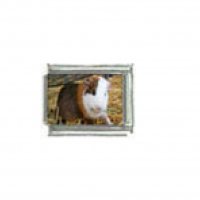 Guinea pig (f) photo charm - 9mm Italian charm