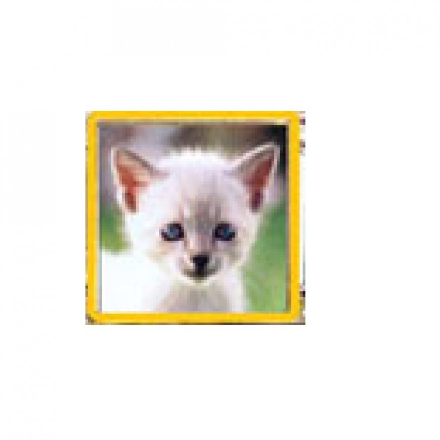 Kitten - white kitten cat photo enamel 9mm Italian charm - Click Image to Close