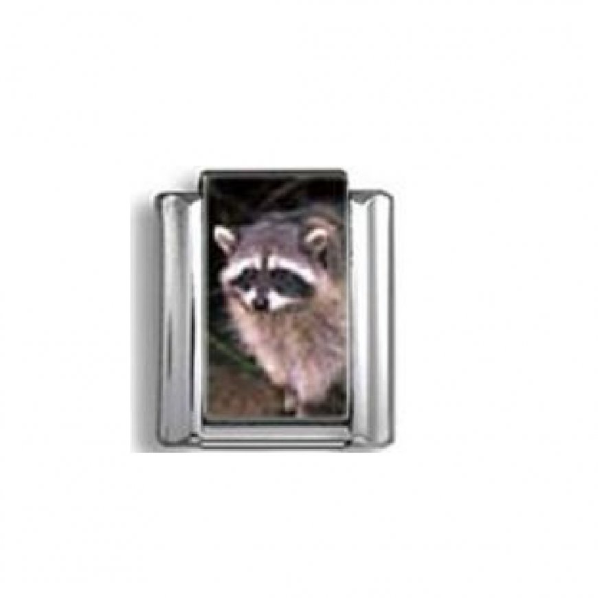 Racoon (a) - photo 9mm Italian charm - Click Image to Close