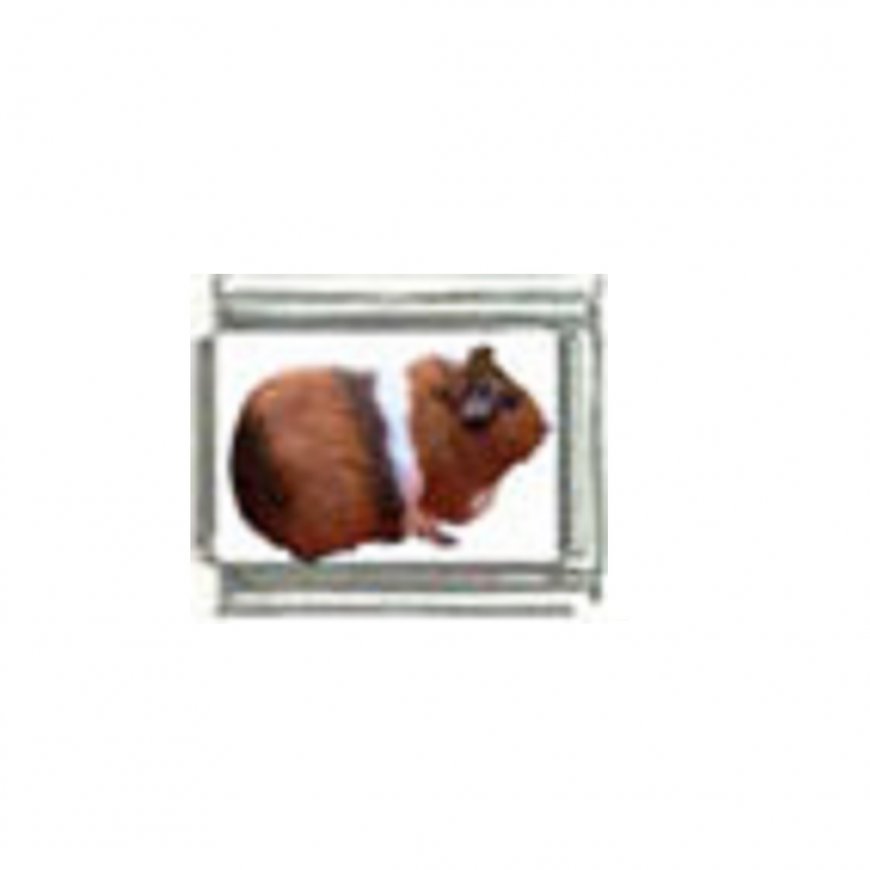 Guinea pig (k) photo charm - 9mm Italian charm - Click Image to Close