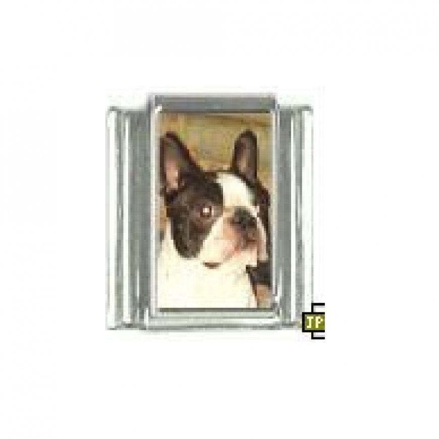 Dog charm - Boston Terrier 2 - 9mm Italian charm - Click Image to Close
