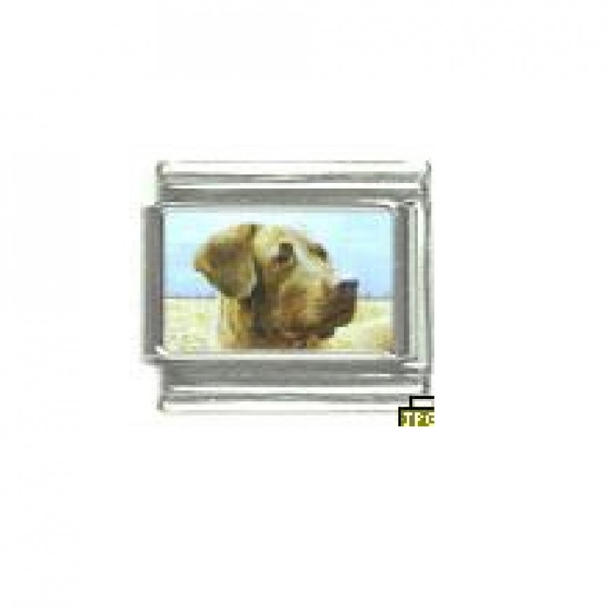 Dog charm - Chesapeake Bay Retriever 3 - 9mm Italian charm - Click Image to Close