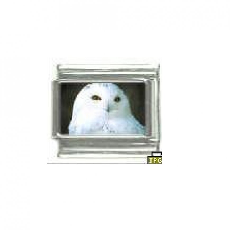 Snowy Owl - photo 9mm Italian charm - Click Image to Close