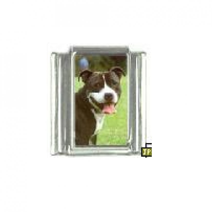 Dog charm - Staffordshire Bull Terrier 2 - 9mm Italian charm - Click Image to Close