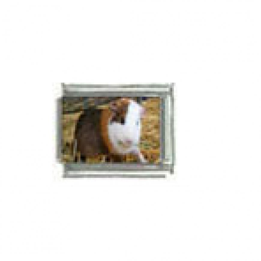 Guinea pig (f) photo charm - 9mm Italian charm - Click Image to Close