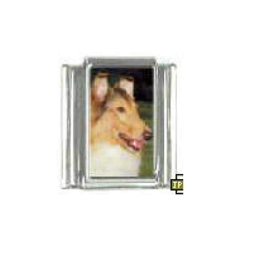 Dog charm - Collie 4 - 9mm Italian charm - Click Image to Close