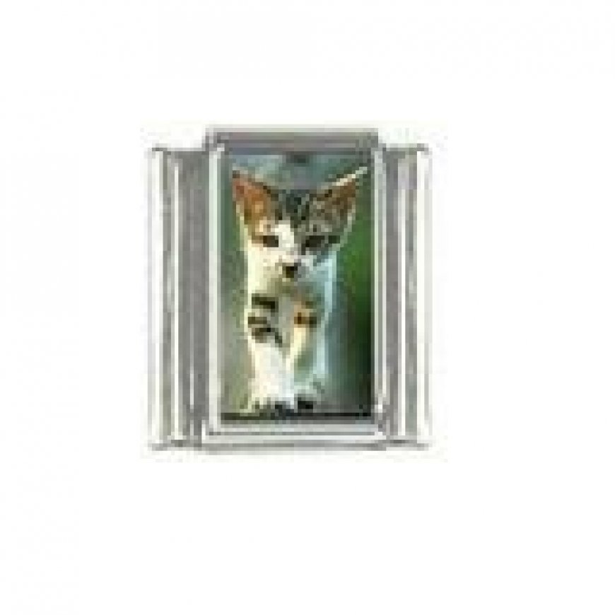 Cat - Tabby and white cat (c) photo 9mm Italian charm - Click Image to Close