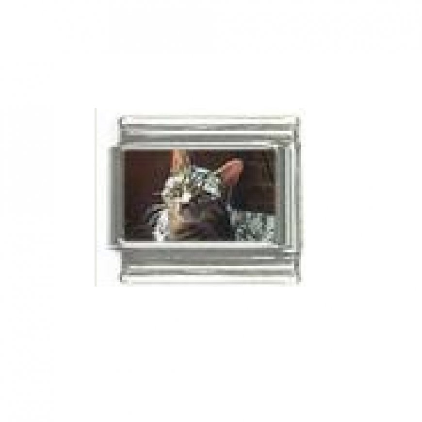 Cat - grey tabby cat (g) photo 9mm Italian charm - Click Image to Close