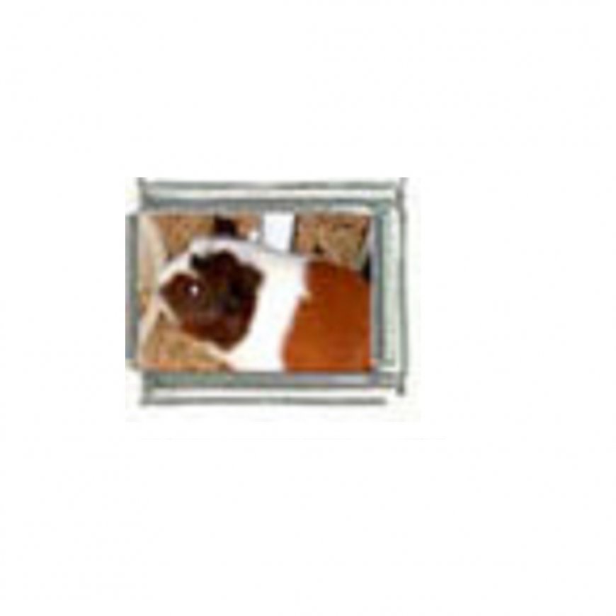 Guinea pig (j) photo charm - 9mm Italian charm - Click Image to Close