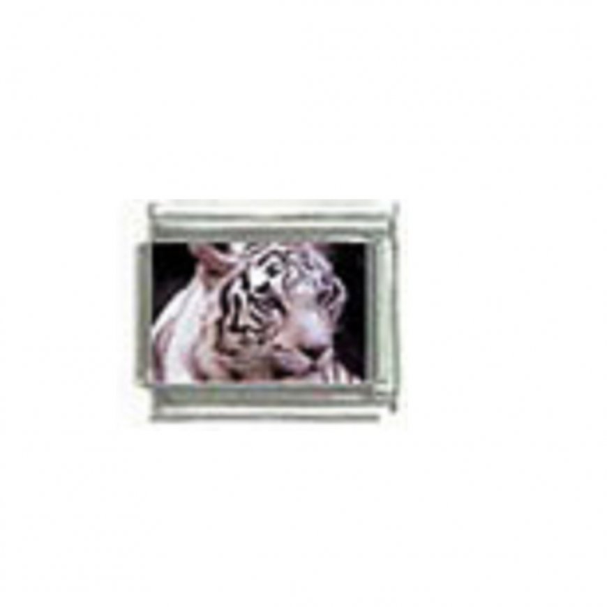 White tiger (e) photo - 9mm Italian charm - Click Image to Close