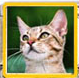 Cat - Picture enamel (9)
