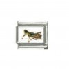 Grasshopper cricket - photo 9mm Italian charm