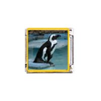 Penguin (o) - enamel 9mm Italian charm
