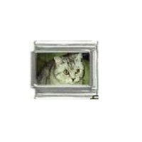 Cat - tabby cat (o) photo 9mm Italian charm