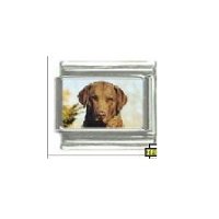 Dog charm - Chesapeake Bay Retriever 2 - 9mm Italian charm