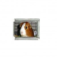 Guinea pig (l) photo charm - 9mm Italian charm