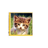 Kitten - Ginger tabby kitten photo enamel 9mm Italian charm