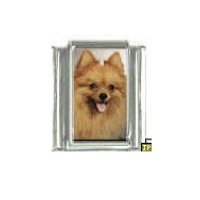 Dog charm - Pomeranian 5 - 9mm Italian charm