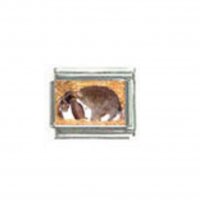 Lop eared rabbit (a) - Photo 9mm Italian charm