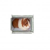 Guinea pig (d) photo charm - 9mm Italian charm