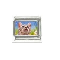 Cat - tabby cat (d) photo 9mm Italian charm